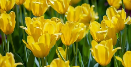 Yellow daffodils