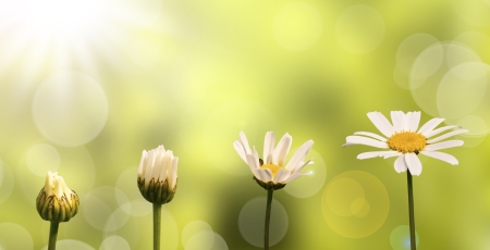 4 daisies opening in the sun